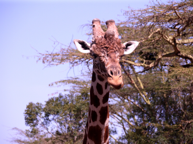 Giraffe in Ol Pejeta