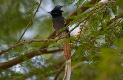 rhino-watchlodge- Paradise-Flycatcher