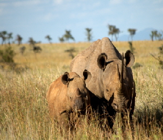 Nashornsafari-Kenia