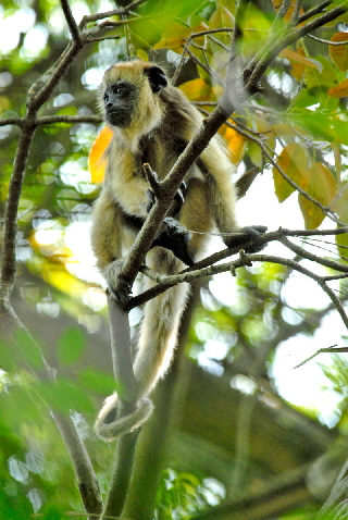 rincon-affe