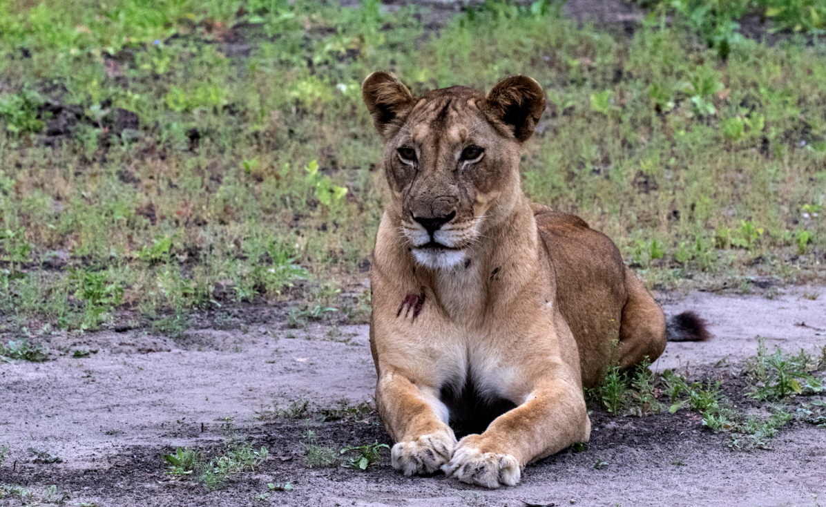 Lwe in der Selous