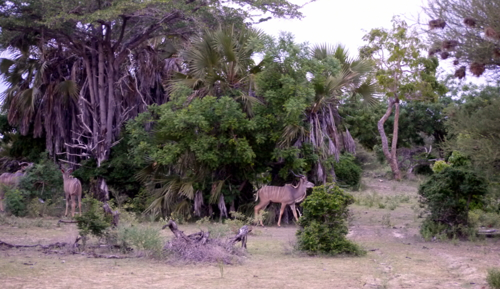 Kudus