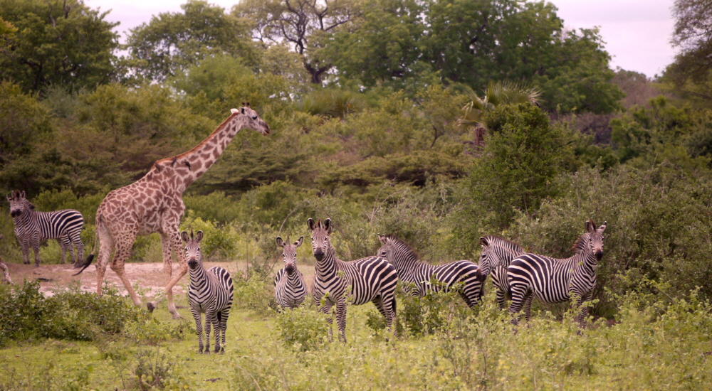 Roho Ya Selous  