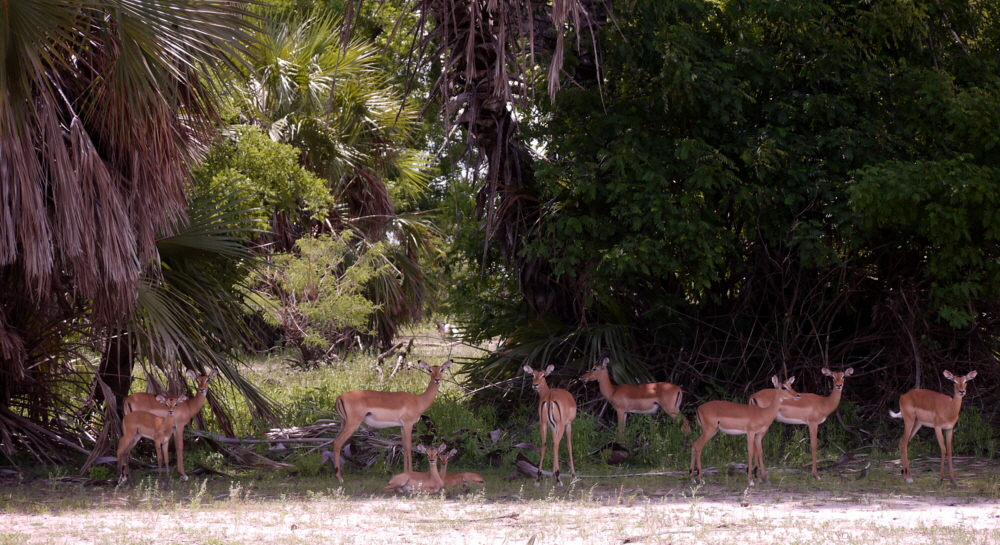 Impalas