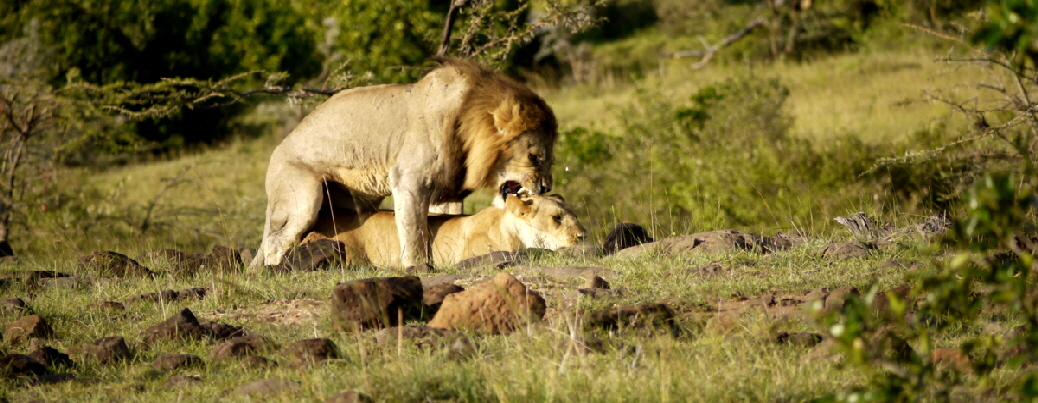 Safari in Richards River Camp Masai Mara