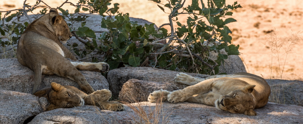 Ruaha Lwen