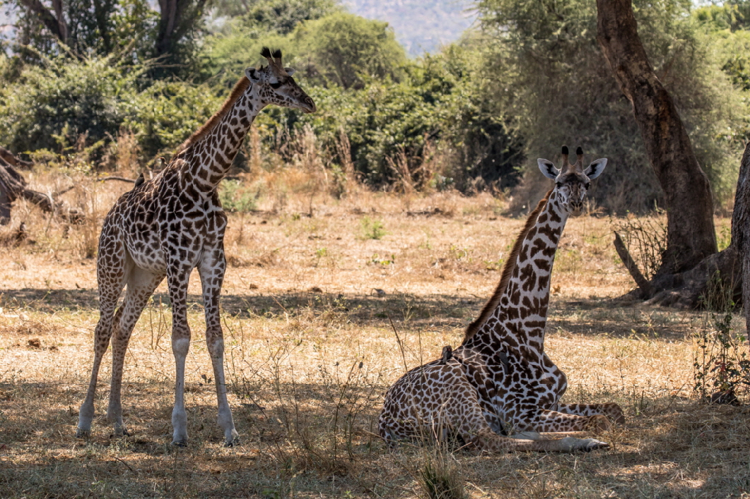 Giraffen sind zahlreich  in der Ruaha