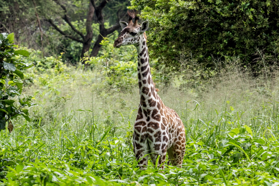 Ruaha Camp Tansania 