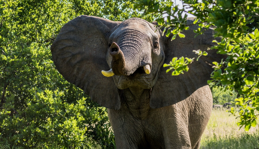 Elefant nimmt Witterung auf 