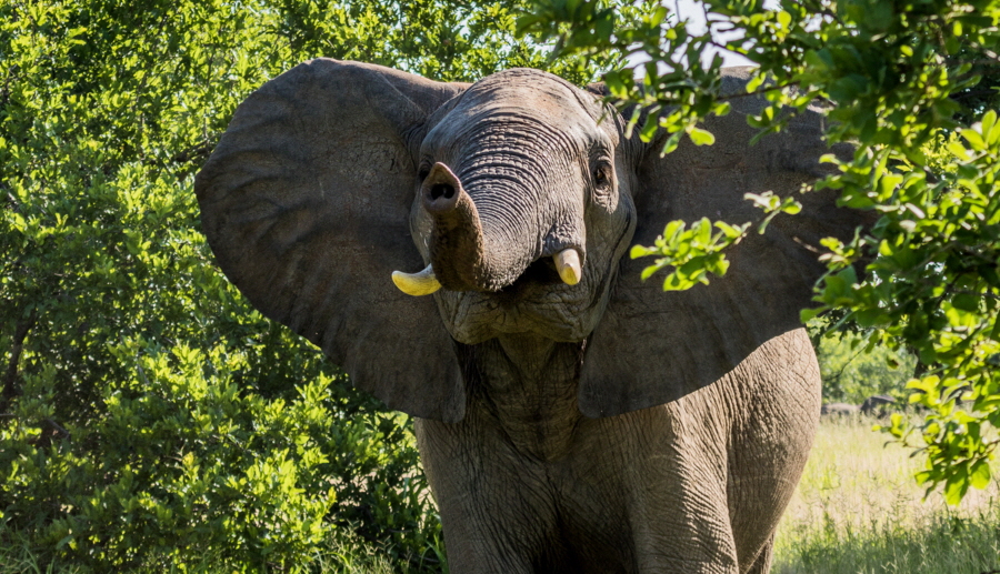 Elefant  nimmt Witterung auf 