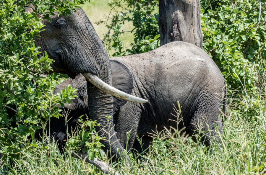 Ruaha Elefanten