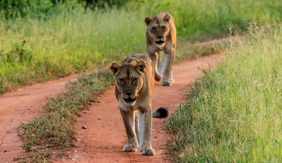 Ruaha 