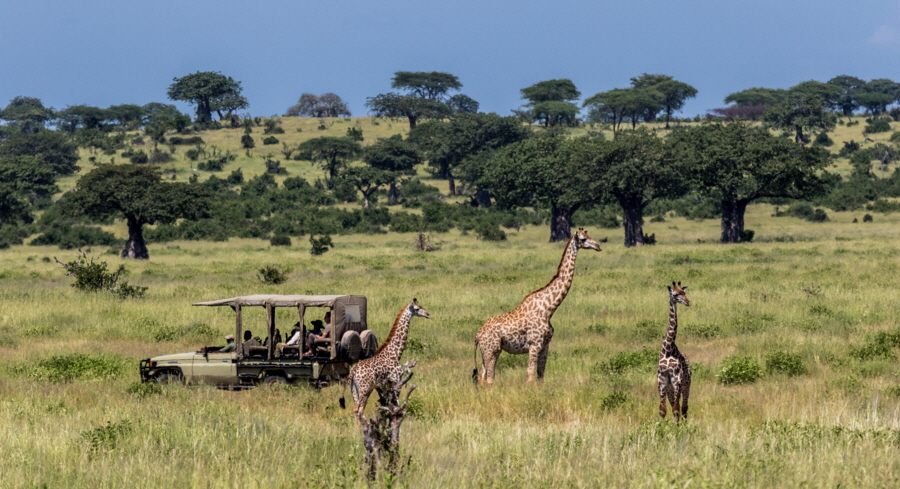 Ruaha Safari Tansania