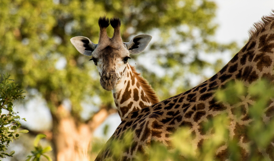 Giraffen in der Ruaha 