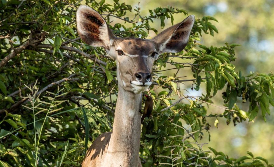 Selous Tansania  Großer Kudu
