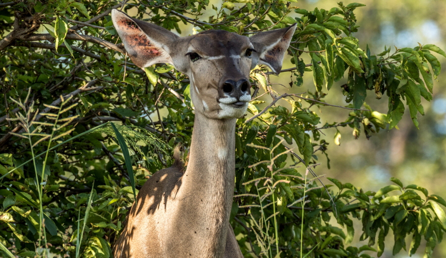 Groer Kudu 