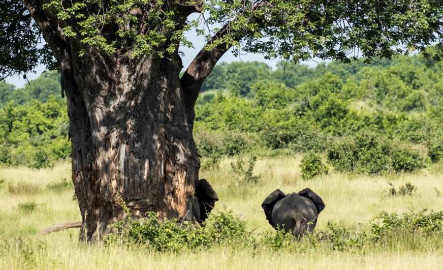 Baobab und Elefanten