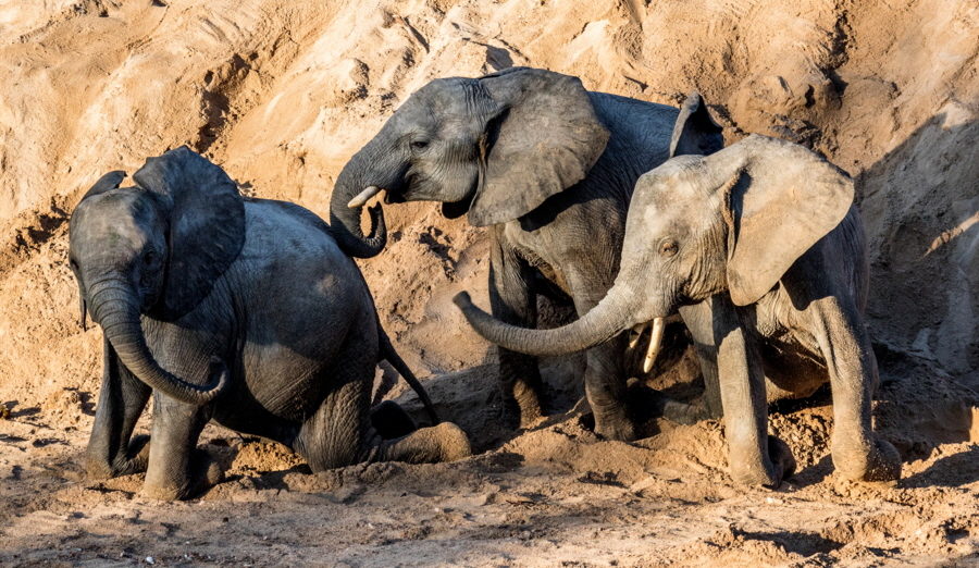 Elefanten bei Spiel 