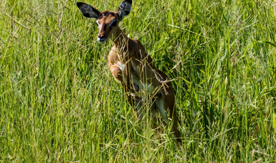 Impala