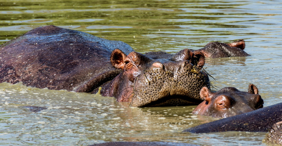 Flusspferde  Ruaha 