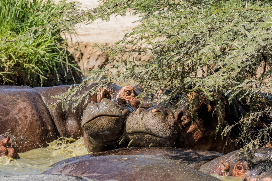 Flusspferde im Ruaha