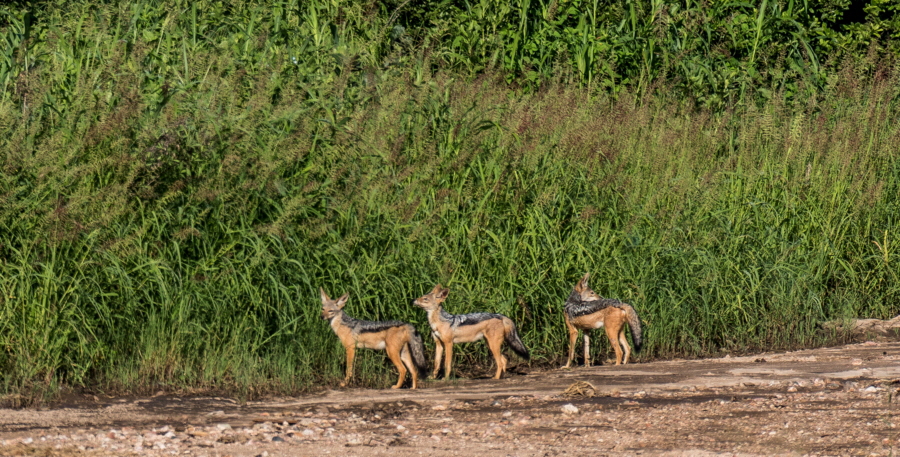 Schakalfamilie