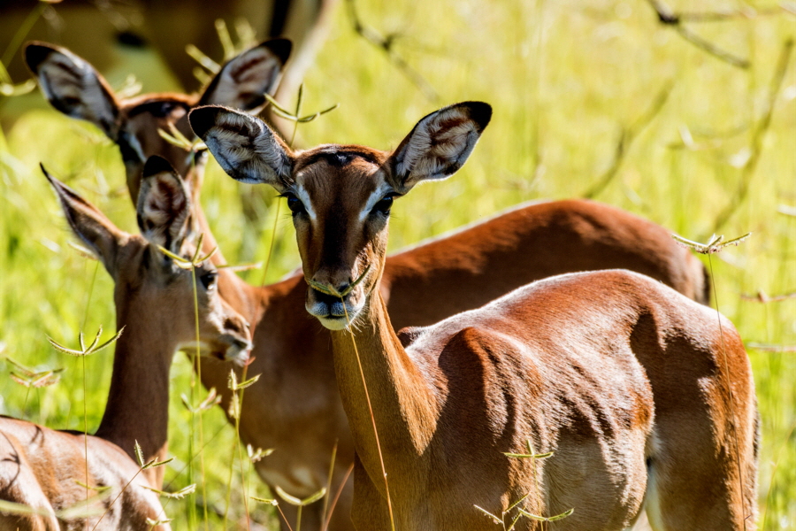 Impala