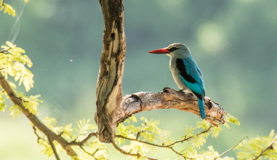 Eisvogel Ruaha Safari Tansania