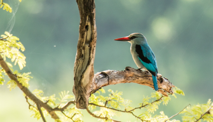 Eisvogel 