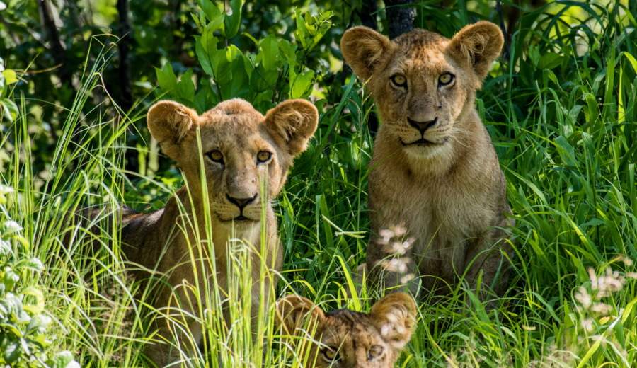 Ruaha Lwen