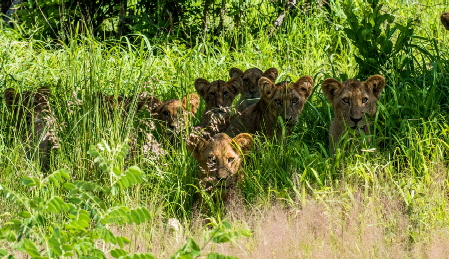 ruaha löwen mwagusi safari camp 