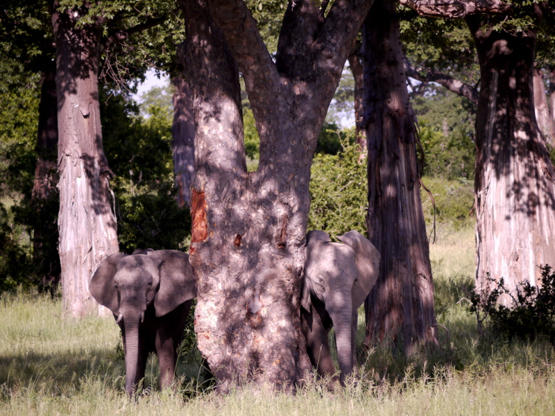 Baobab mit Elefanten-Ruaha
