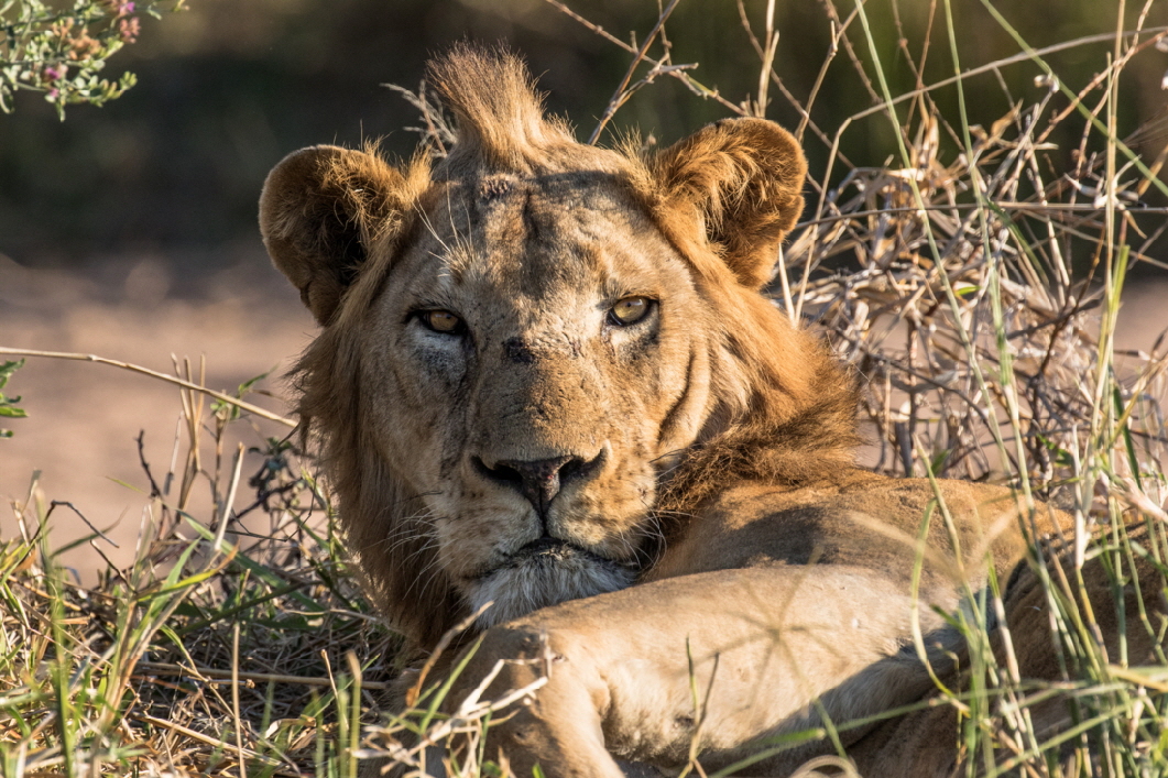 Mdonya Old River Camp Ruaha Lwe