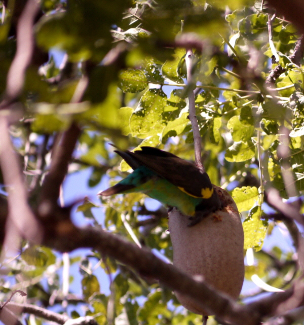 Kigelia Camp Ruaha Brauner Papagei