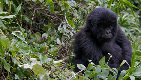 gorilla trekking tour