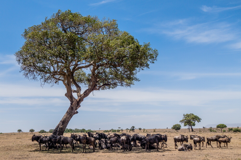 Gnus   Serengeti