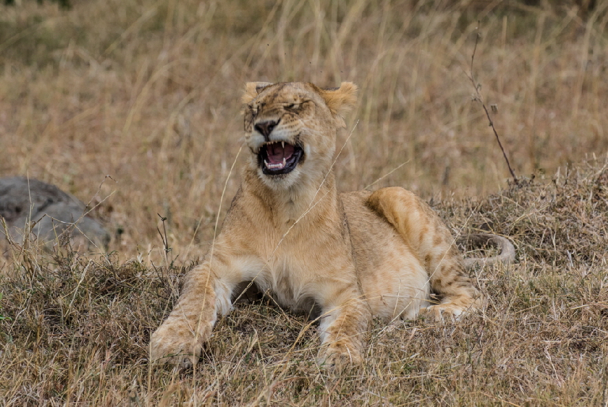 safari-masaimara-kenia