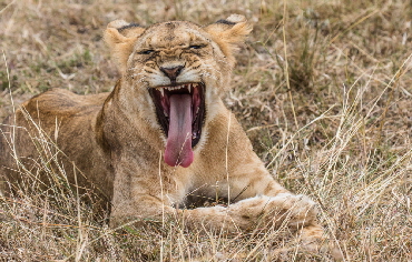 safari-masaimara-kenia