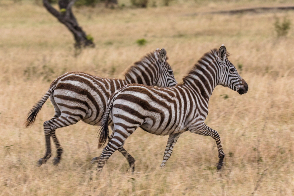 Junge Zebras