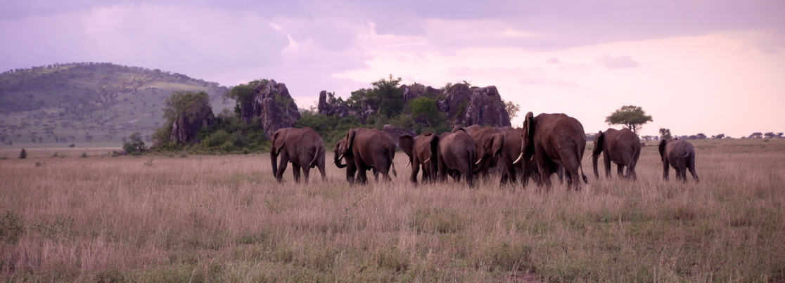 safari-serengeti-buchen