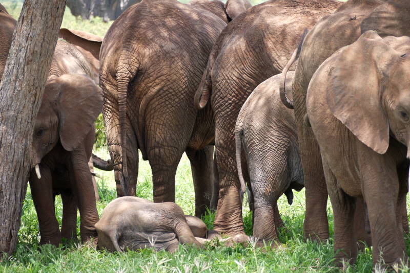 Elefanten Tarangire