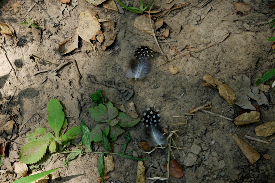 Walking safari