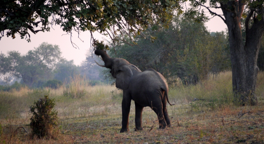 Sambia Elefant