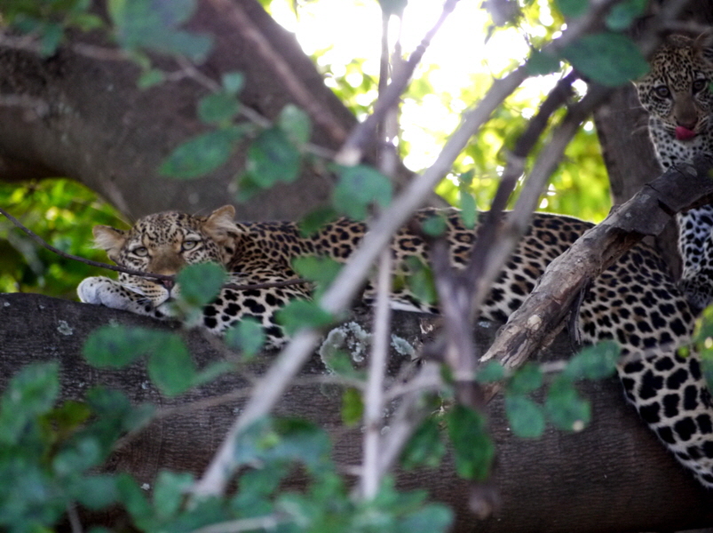 South Luangwa ist bekannt fr Leoparden