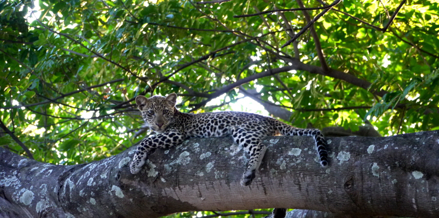 sambia-safari-buchen