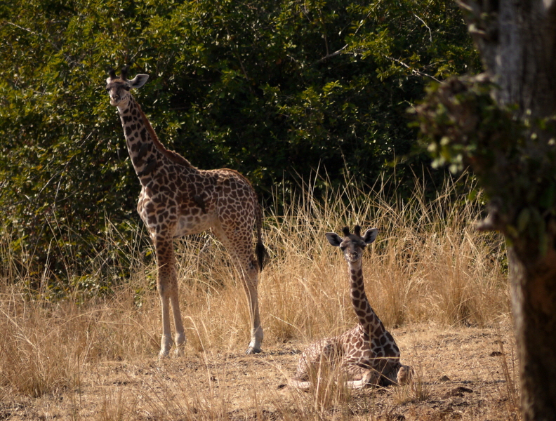 Giraffen 