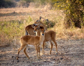 sambia-safari_0085