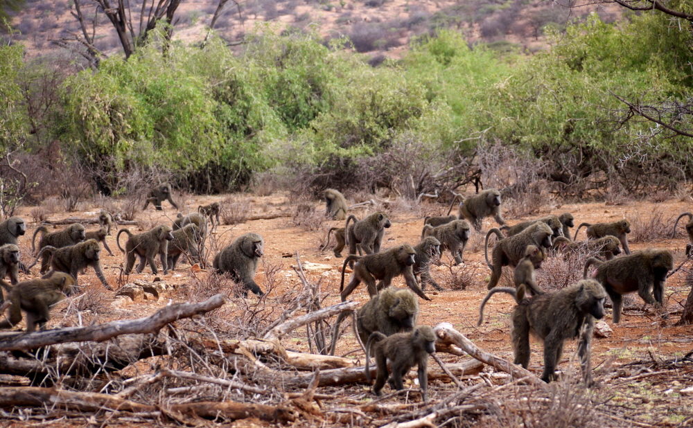 Pavian Migration