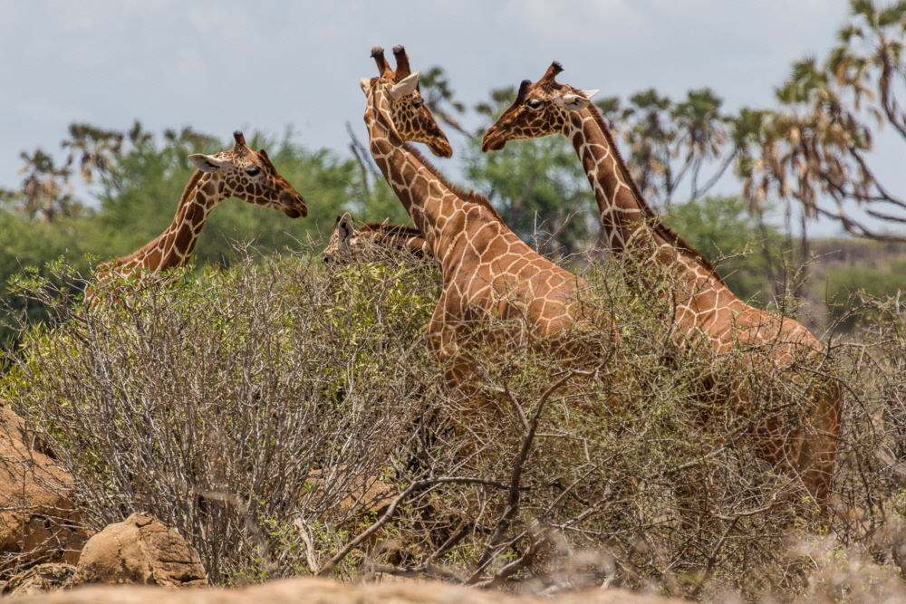 Netzgiraffen in der Samburu