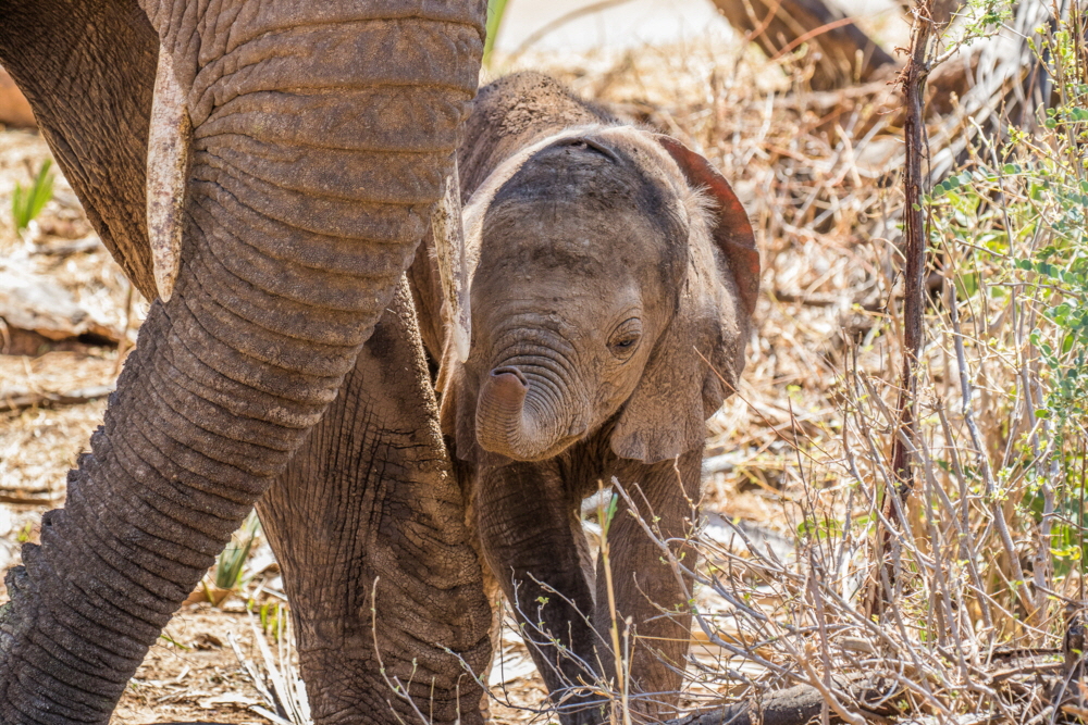 Elefanten in der Samburu-U. Koppe